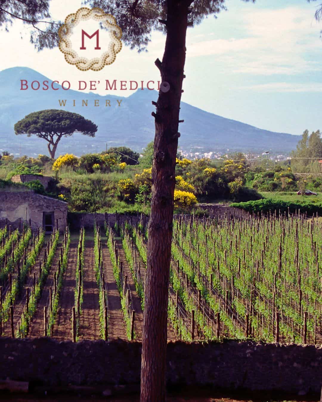Az. Agr. Bosco de Medici